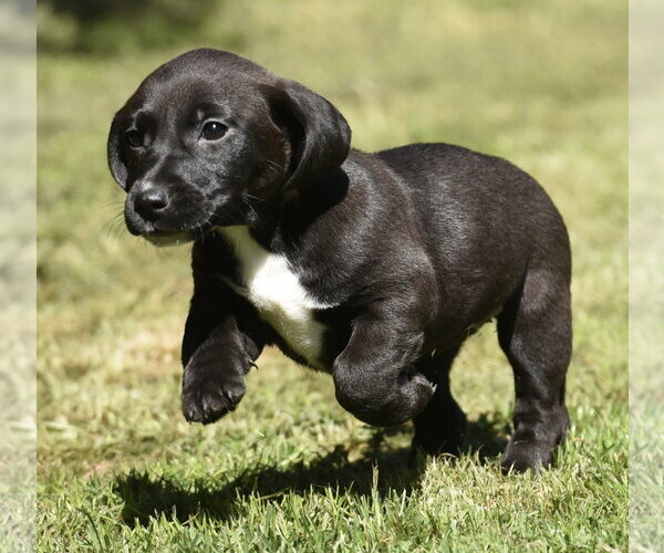 Medium Photo #7 Dachsador Puppy For Sale in Mechanicsburg, PA, USA