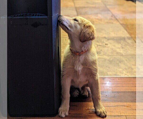 Medium Photo #13 Golden Retriever Puppy For Sale in LEXINGTON, KY, USA