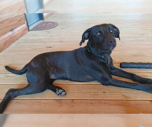 Wallie - Female American Staffordshire Terrier-Unknown Mix Dog for Adoption - Photo #2