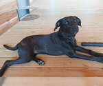 Small #1 American Staffordshire Terrier Mix