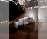 Small #11 French Bulldog
