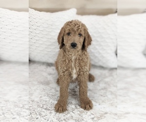 Goldendoodle Puppy for sale in NORTH LAWRENCE, OH, USA