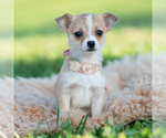 Puppy Chiquita Chihuahua