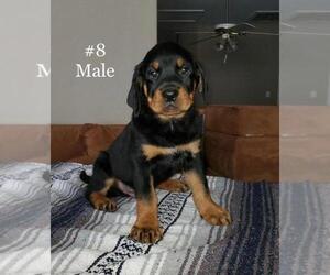 Rottweiler Puppy for sale in NORTH LAS VEGAS, NV, USA