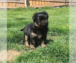 Brussels Griffon Puppy for sale in NEW STANTON, PA, USA