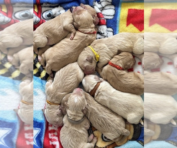 Medium Photo #1 Goldendoodle Puppy For Sale in ROCK HILL, SC, USA