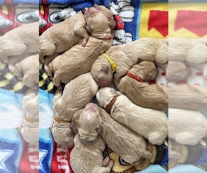 Goldendoodle Puppy for sale in ROCK HILL, SC, USA