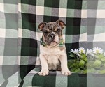 Small Photo #9 English Bulldog Puppy For Sale in COCHRANVILLE, PA, USA