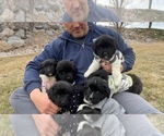 Small Photo #22 Newfoundland Puppy For Sale in TREMONTON, UT, USA