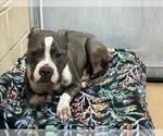 Small American Pit Bull Terrier