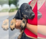 Puppy 4 Doberman Pinscher-Irish Wolfhound Mix