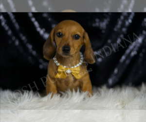 Dachshund Puppy for sale in WARSAW, IN, USA