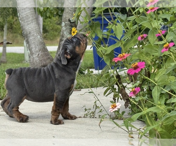 Medium Photo #1 Bulldog Puppy For Sale in LEHIGH ACRES, FL, USA