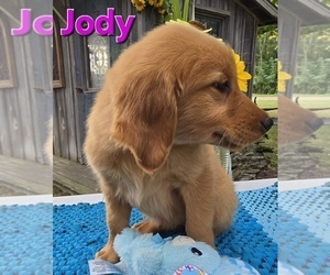 Golden Retriever Puppy for sale in FREMONT, MI, USA
