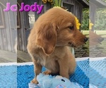 Small Golden Retriever