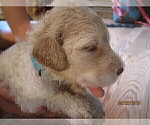 Small Photo #5 Labradoodle Puppy For Sale in DURHAM, CA, USA