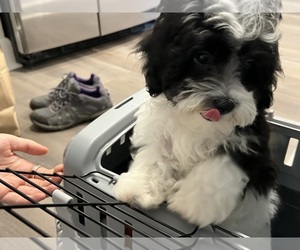 Maltipoo Puppy for sale in ATLANTA, GA, USA