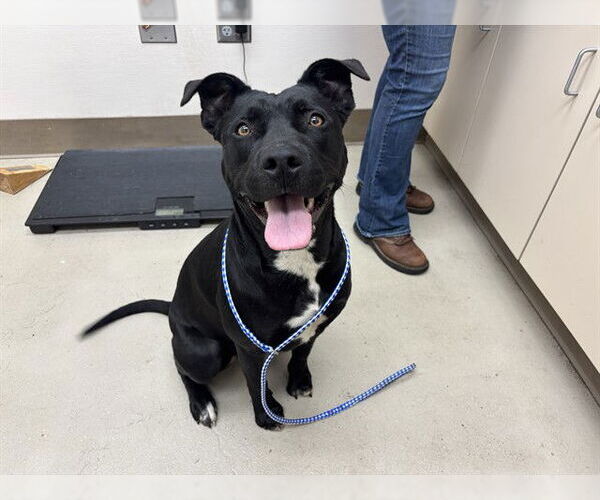 Medium Photo #1 Mutt Puppy For Sale in McKinleyville, CA, USA