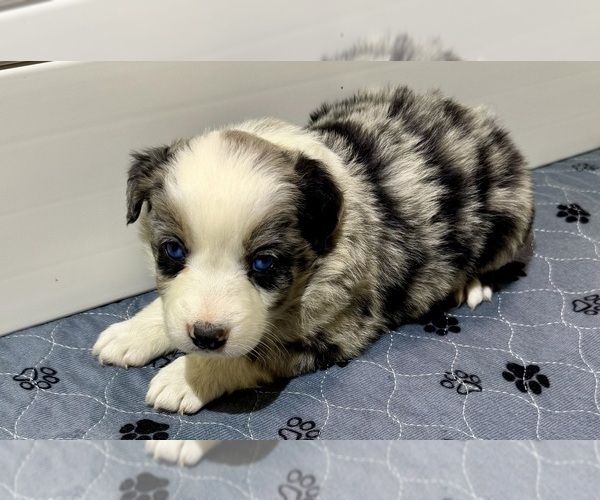 Medium Photo #1 Australian Shepherd Puppy For Sale in SALISBURY, NC, USA