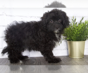 ShihPoo Puppy for sale in RED LION, PA, USA