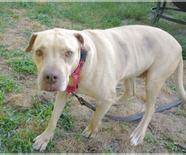 Medium Photo #48 American Pit Bull Terrier-Unknown Mix Puppy For Sale in Oakhurst, NJ, USA