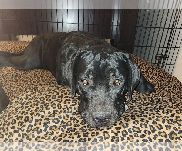 Medium Photo #8 Mutt Puppy For Sale in Goodyear, AZ, USA