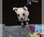 Puppy 3 Chihuahua-YorkiePoo Mix