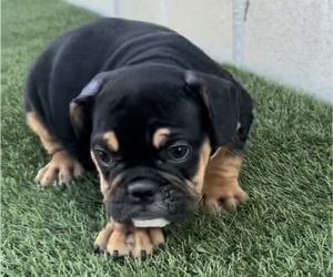 English Bulldog Puppy for sale in BEVERLY HILLS, CA, USA