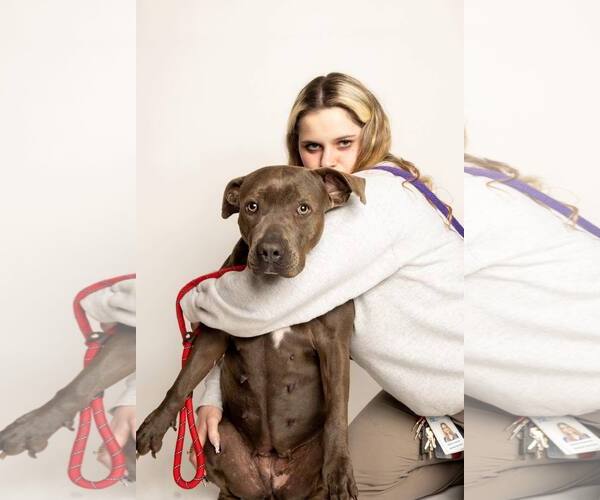 Medium Photo #2 American Pit Bull Terrier-Unknown Mix Puppy For Sale in Rowlett, TX, USA