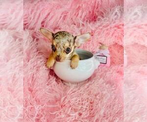 Chihuahua Puppy for sale in DALLAS, TX, USA