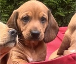 Puppy Dorothy Dachshund-Redbone Coonhound Mix