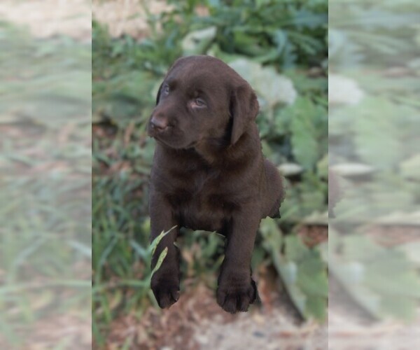 Medium Photo #8 Labrador Retriever Puppy For Sale in SOUTH WAYNE, WI, USA