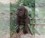 Puppy Percy Labrador Retriever