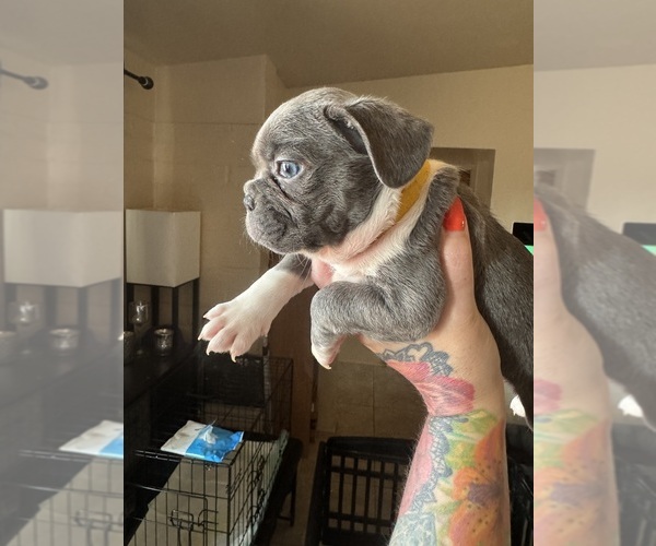 Medium Photo #17 French Bulldog Puppy For Sale in TUCSON, AZ, USA
