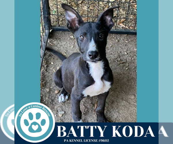 Medium Photo #2 Labrador Retriever-Unknown Mix Puppy For Sale in Kimberton, PA, USA