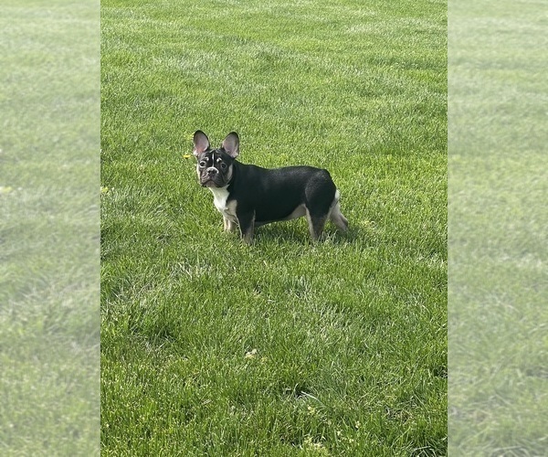Medium Photo #1 French Bulldog Puppy For Sale in CINCINNATI, OH, USA
