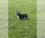 Small Photo #1 French Bulldog Puppy For Sale in CINCINNATI, OH, USA