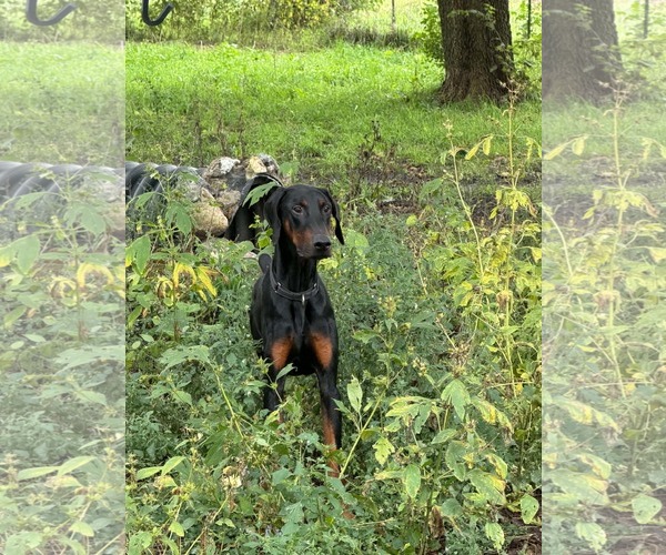 Medium Photo #2 Doberman Pinscher Puppy For Sale in Buffalo, MN, USA