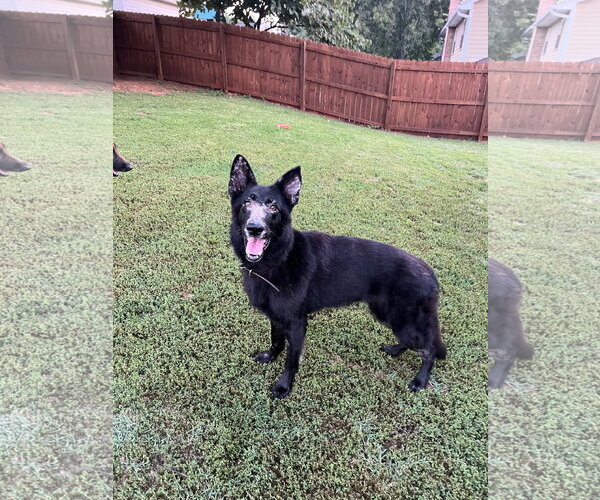 Medium Photo #3 German Shepherd Dog Puppy For Sale in Centreville, VA, USA