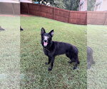 Small #2 German Shepherd Dog
