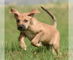 Small Photo #6 Australian Shepherd-Beagle Mix Puppy For Sale in Mechanicsburg, PA, USA