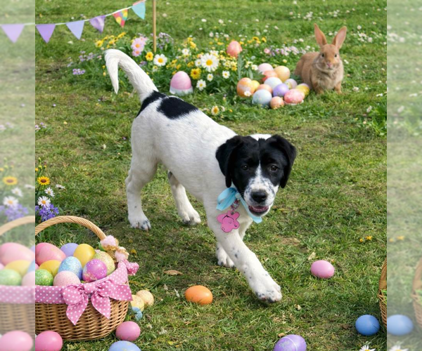Medium Photo #3 Borador Puppy For Sale in Yardley, PA, USA
