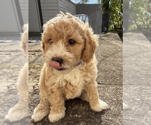 Medium Goldendoodle (Miniature)