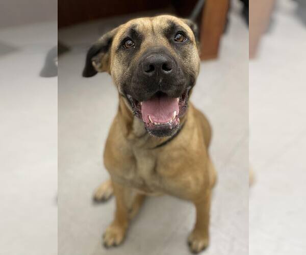 Medium Photo #1 Mastiff-Unknown Mix Puppy For Sale in Low Moor, VA, USA