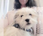 Small #2 Lhasa Apso
