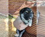 Small Photo #1 Great Pyrenees-Unknown Mix Puppy For Sale in Thorndale, TX, USA