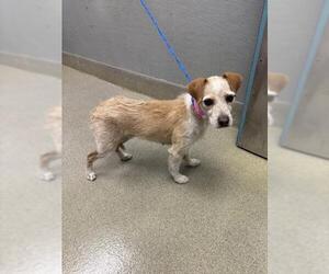 Mutt Dogs for adoption in Las Vegas, NV, USA