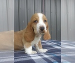 Small Photo #17 Basset Hound Puppy For Sale in PETERSBURG, IN, USA
