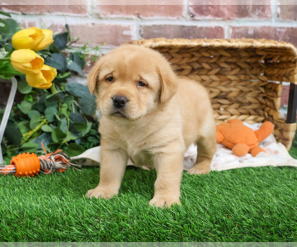 Medium Photo #16 Labrador Retriever Puppy For Sale in SYRACUSE, IN, USA