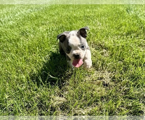 Medium Photo #1 Boston Terrier Puppy For Sale in BREMEN, IN, USA